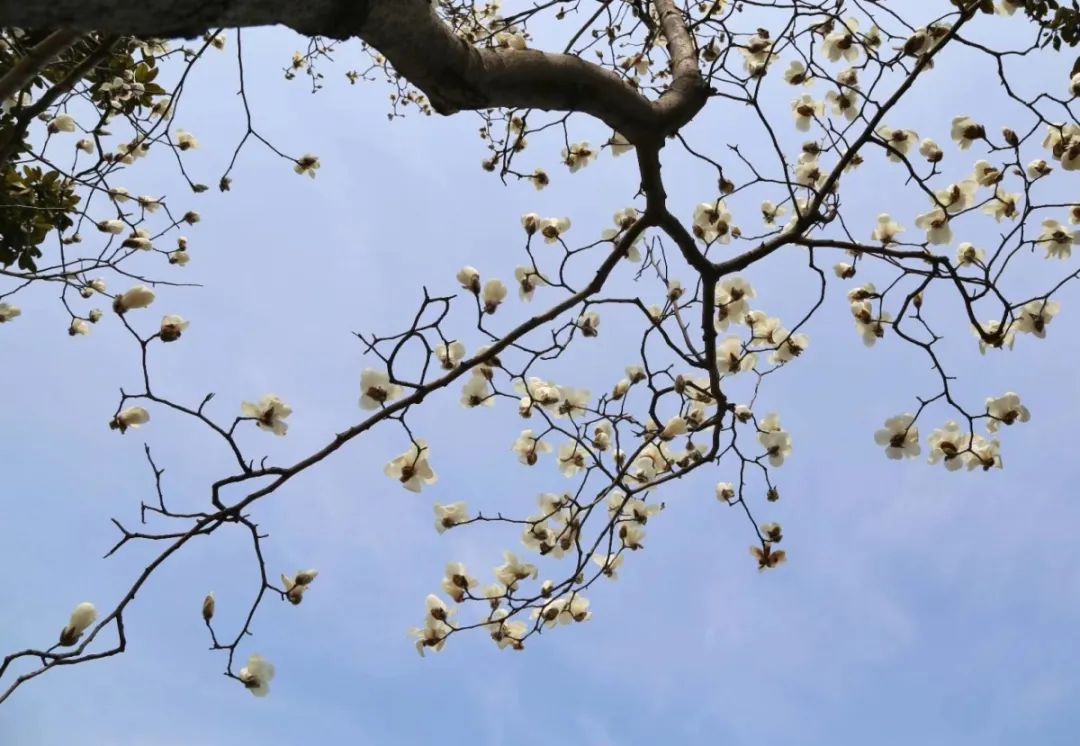 南京赏花地图请收好,江宁赏花好去处