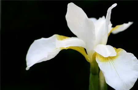 寻香|五彩斑斓的黑算什么,来见识一下五光十色的白