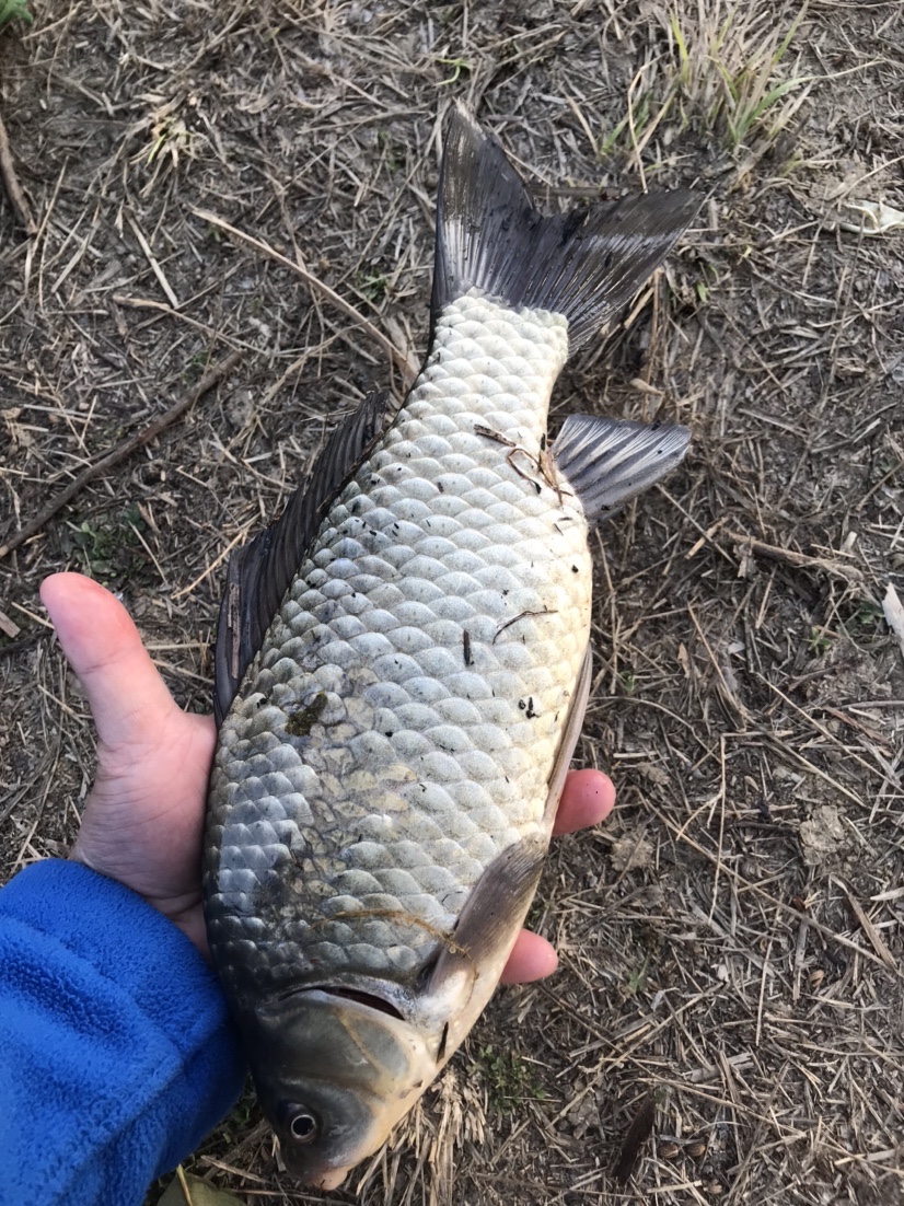 春天河边钓鱼技巧视频,春天水库钓鱼技巧