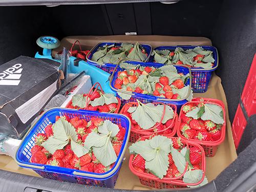 又是一年春来早家乡景色,又是一年春来早万物逢春在今朝