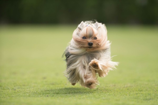 约克夏跑起来的样子,约克夏飞奔视频