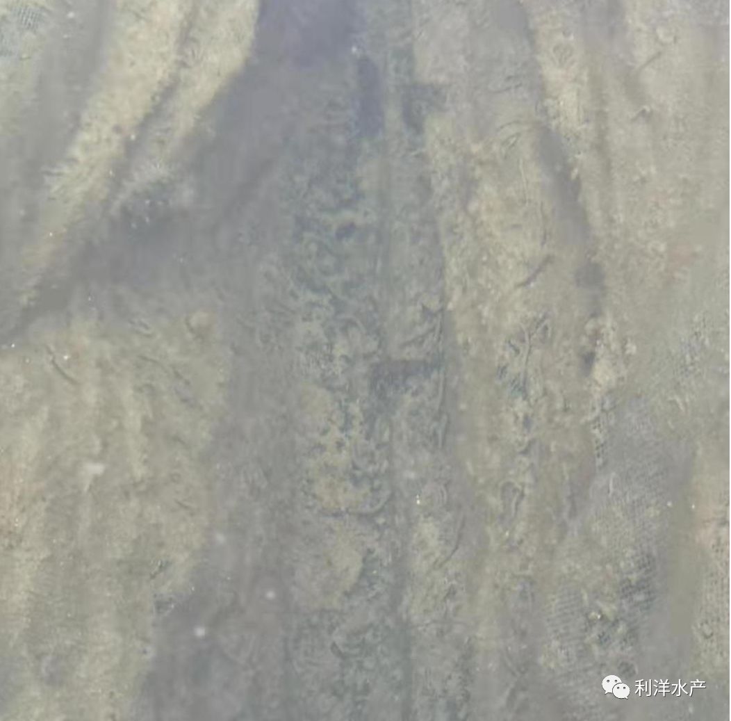 春季海参网箱放多大苗,网箱海参苗化皮的原因