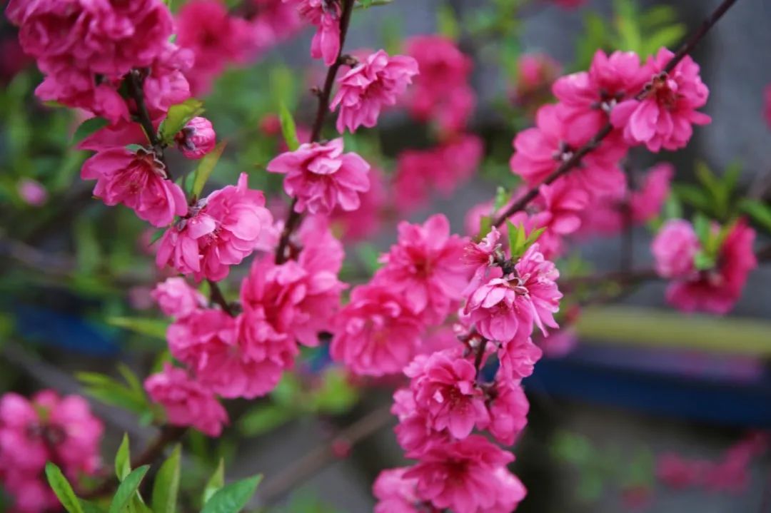 打卡好西乡！桃花胜*光春**，佳人已成双