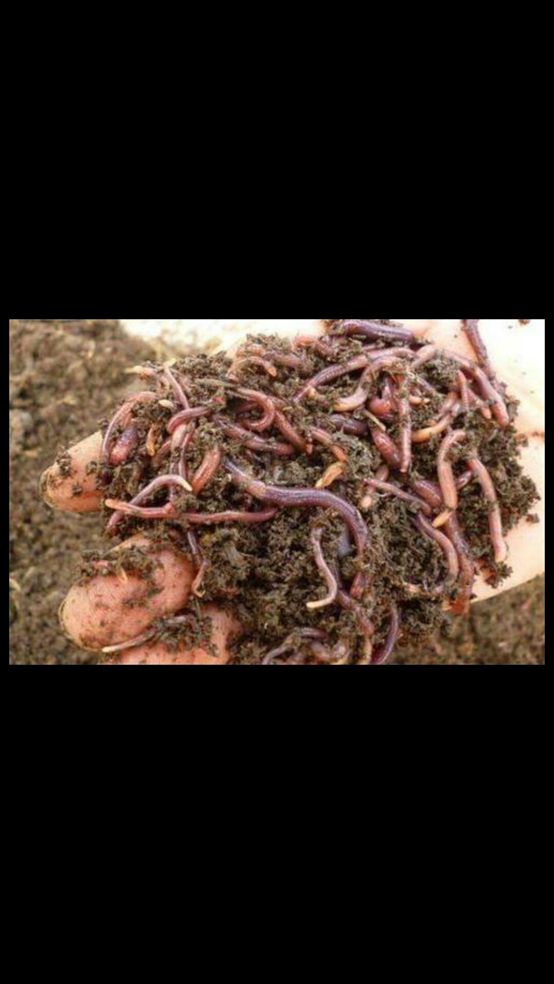 自制养蚯蚓神器,自制鱼饵神器大全