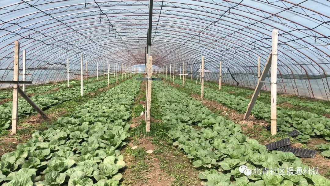 7万斤滞销白菜免费送市民,10万斤辣椒滞销菜农急盼客商