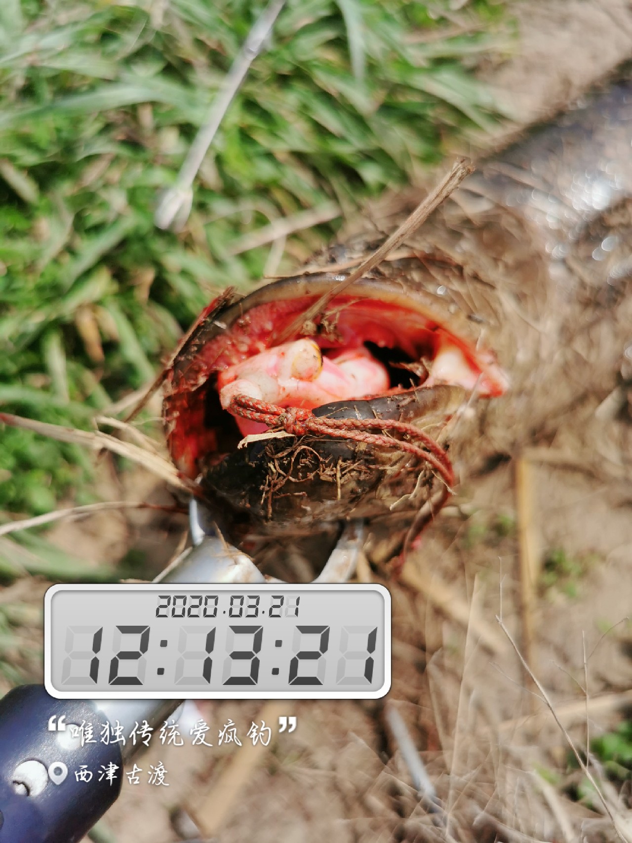 路亚雷强水老鼠,2022路亚雷强视频