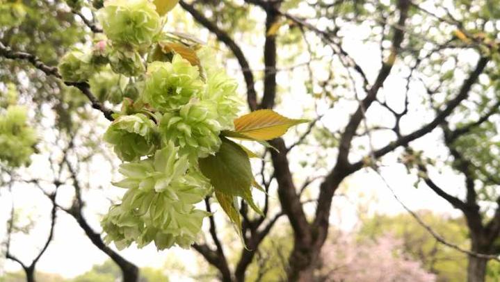 西湖三潭印月樱花,三潭印月樱花