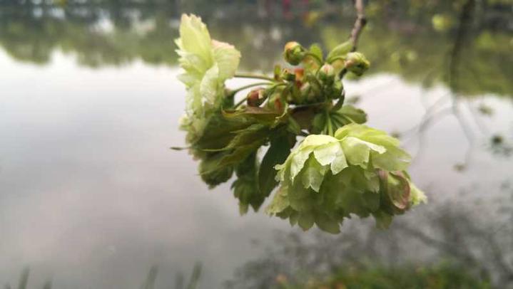 西湖三潭印月樱花,三潭印月樱花