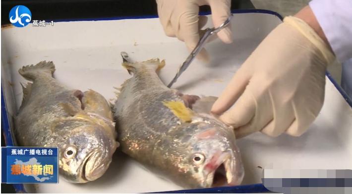 春季大黄鱼病害问题如何防治？别急，省农科院专家为您支招