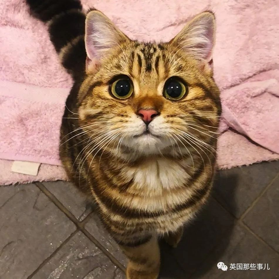 高颜值会笑的橘猫,又可爱又萌萌哒的小橘猫