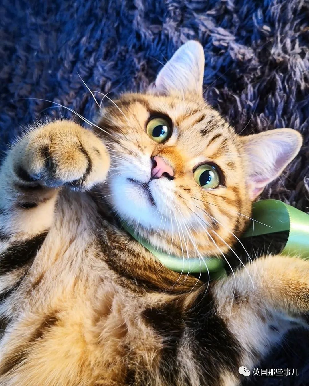 高颜值会笑的橘猫,又可爱又萌萌哒的小橘猫