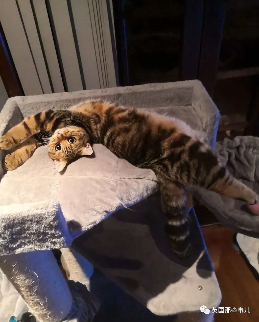 高颜值会笑的橘猫,又可爱又萌萌哒的小橘猫