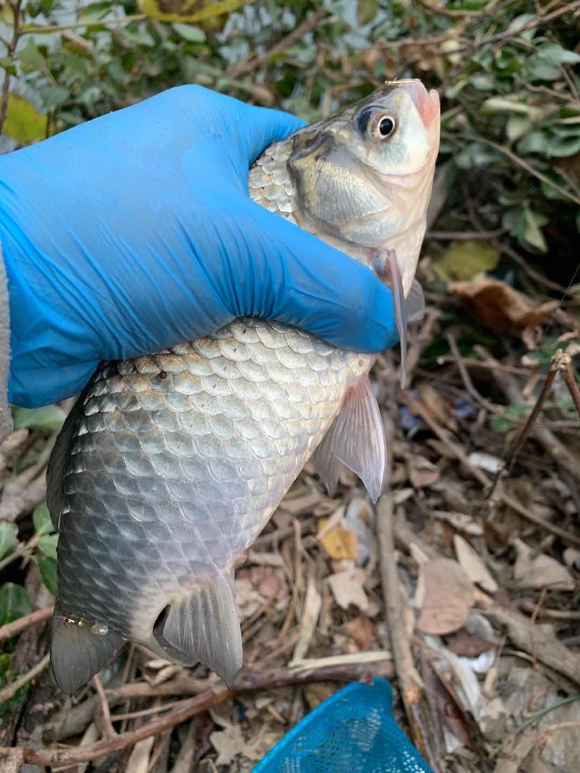自制丁香酒饵料,自制丁香饵料钓鱼方法