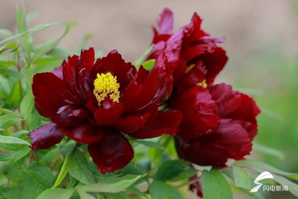 菏泽牡丹的前世今生,牡丹前世今生是谁