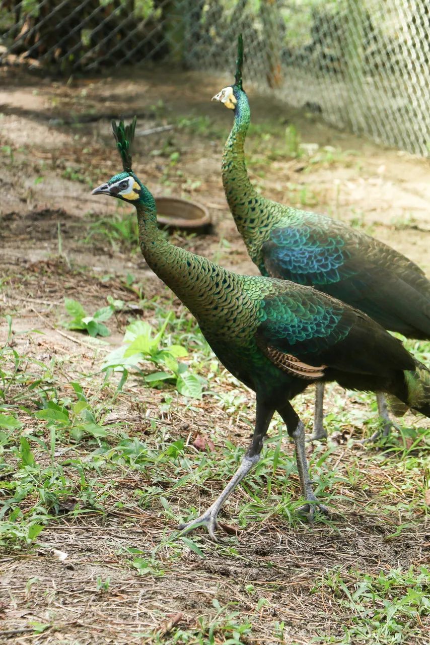 自然之友保护绿孔雀,绿孔雀保护措施