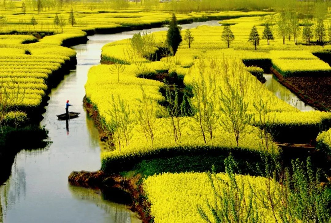兴化千垛菜花攻略,兴化千垛菜花有多美