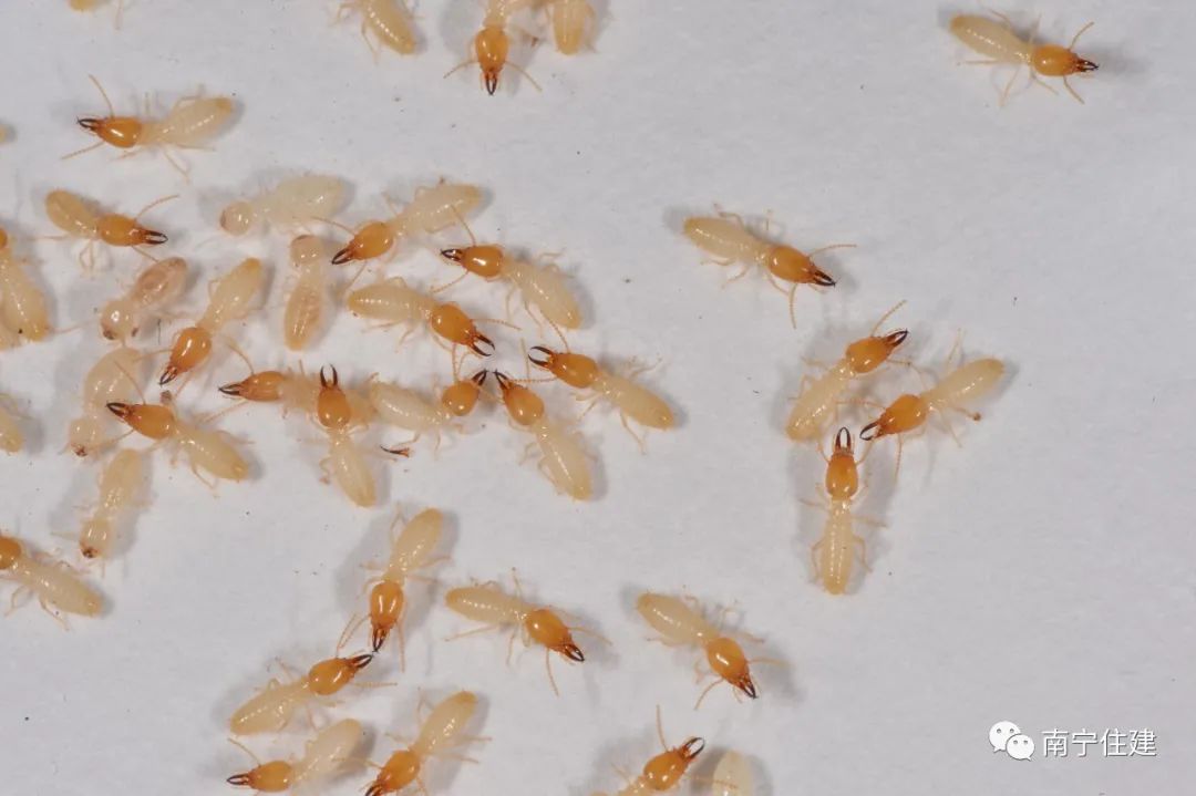 白蚁大军来袭遇到千万别盲目消杀,南宁白蚁大军最新消息