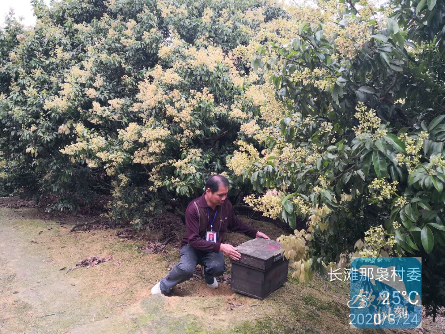 小董镇诱蜂,小董镇招人