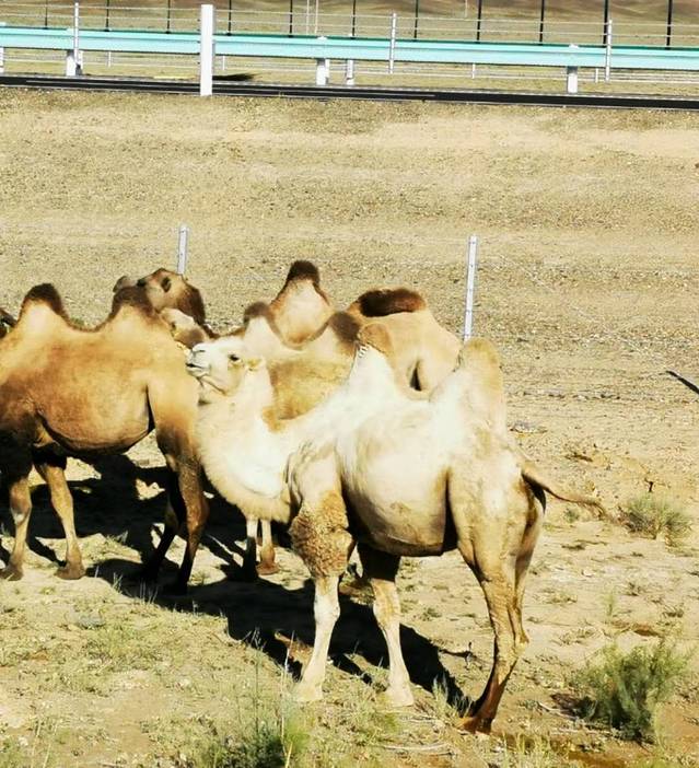 南北疆深度环线8日游,南北疆30天旅游攻略