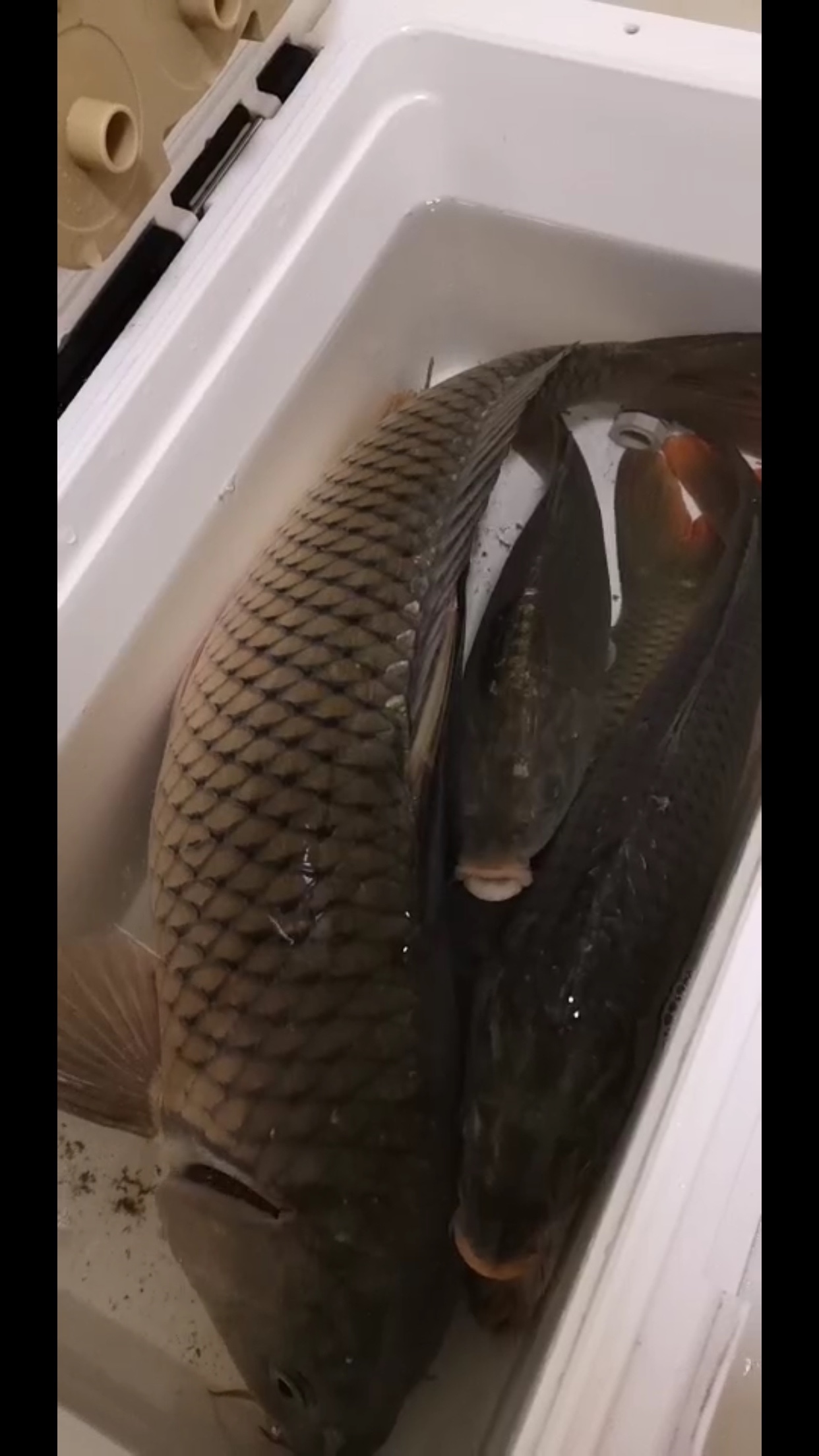 锵锵三人行余秀华读诗,锵锵三人行马未都邓亚萍