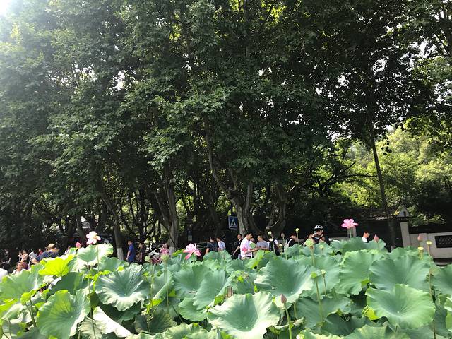 杭州乌镇横店三日游攻略,苏州杭州上海旅游6日游