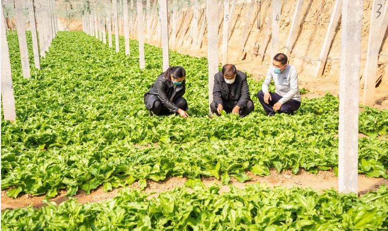 寿光蔬菜电商主要是通过什么销售,寿光菜农电商新闻