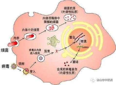 老中医特效药配方,老中医常用特效药