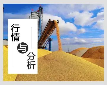 「聚焦玉米」临储拍卖启动玉米行情“闻风”而落