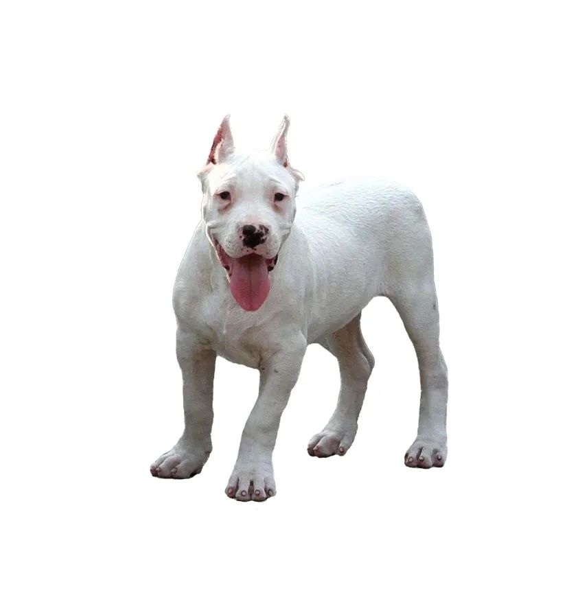 「FM889」定了！这48类烈性犬在滨州城市建成区禁养！5月1日起施行