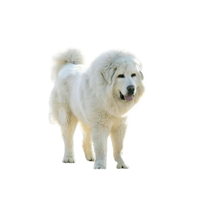 「FM889」定了！这48类烈性犬在滨州城市建成区禁养！5月1日起施行