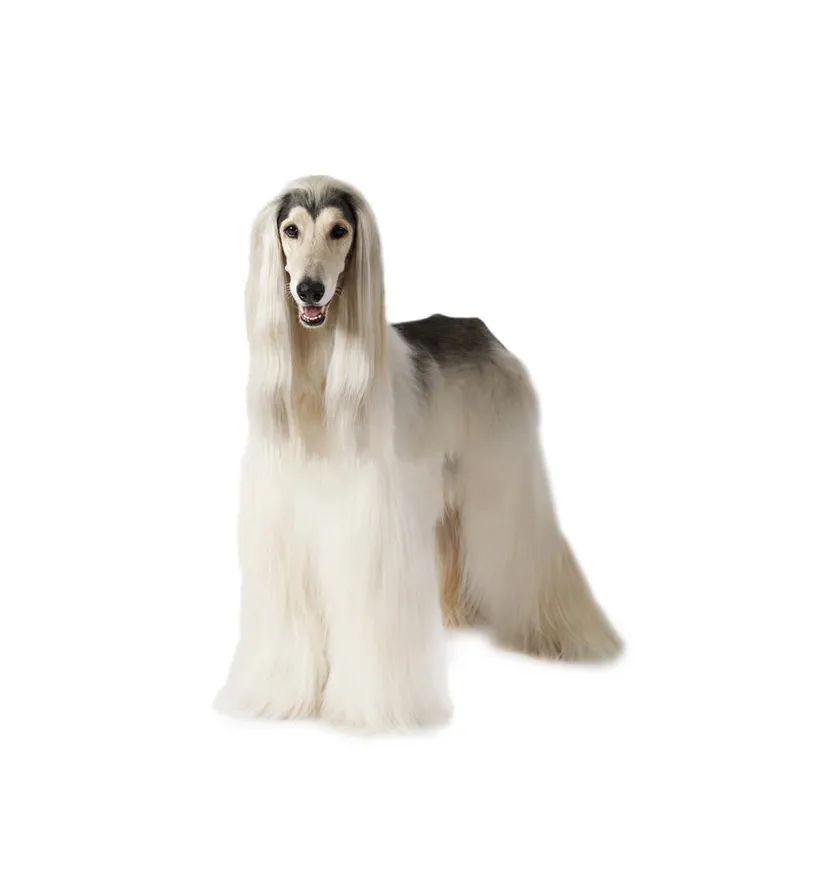 「FM889」定了！这48类烈性犬在滨州城市建成区禁养！5月1日起施行