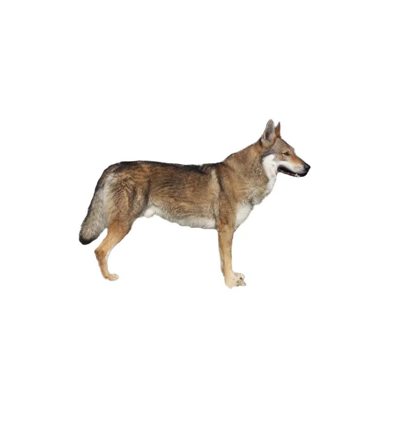 「FM889」定了！这48类烈性犬在滨州城市建成区禁养！5月1日起施行