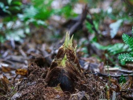 油焖笋为什么会有白点,油焖笋中有白色物质