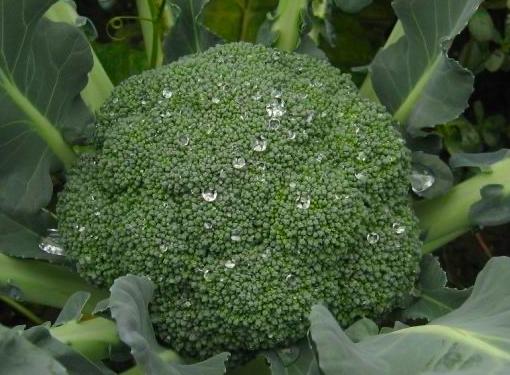 樱桃保存最佳方法快递,樱桃怎么样才能放冰箱保鲜