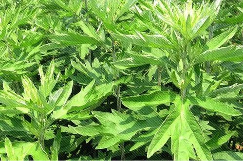 一双纯手工老布鞋,一双老布鞋视频