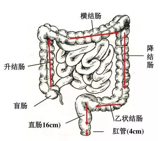 灌肠科普知识,讲一个关于灌肠的故事