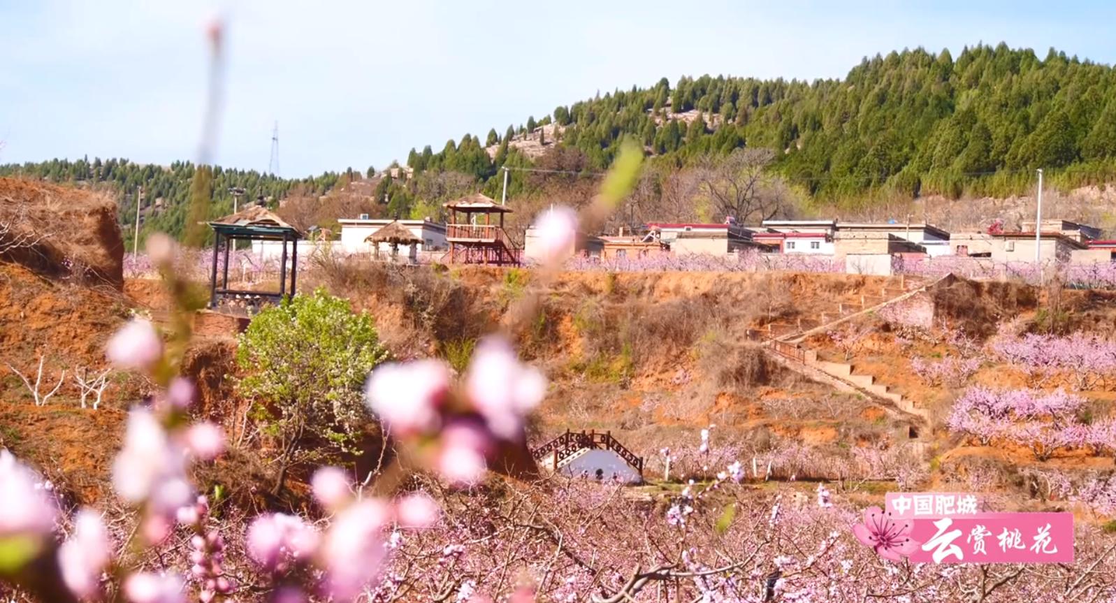 肥城桃花盛开完整版,游肥城赏桃花