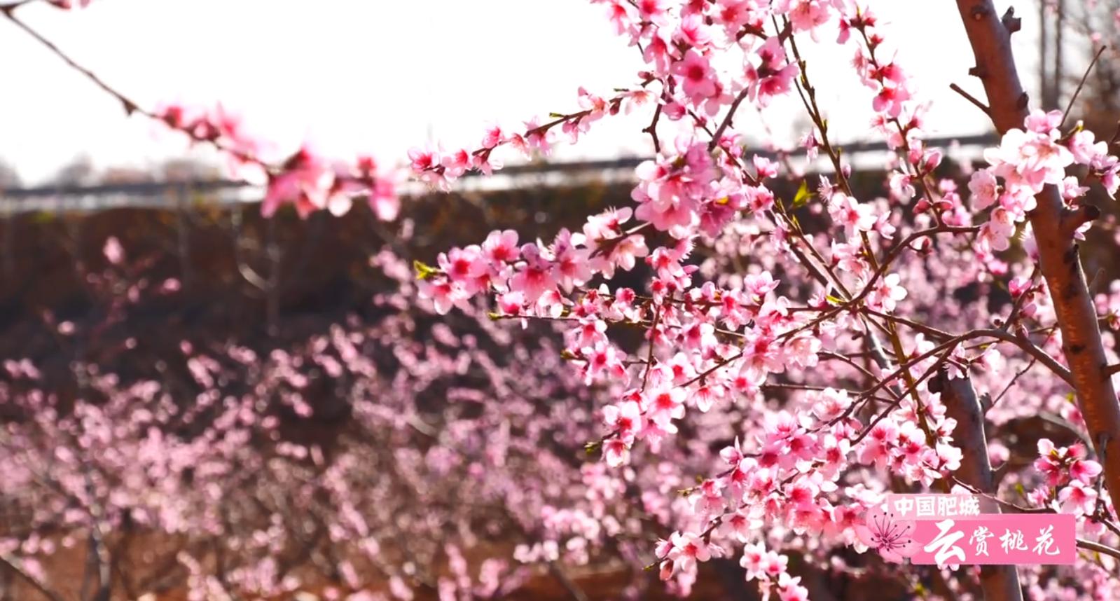 肥城桃花盛开完整版,游肥城赏桃花