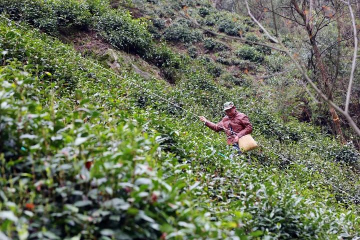 好茶不怕晚，好茶很好喝……今年不容易，好茶还不贵！“特惠版”东坑“雨前茶”今天上线