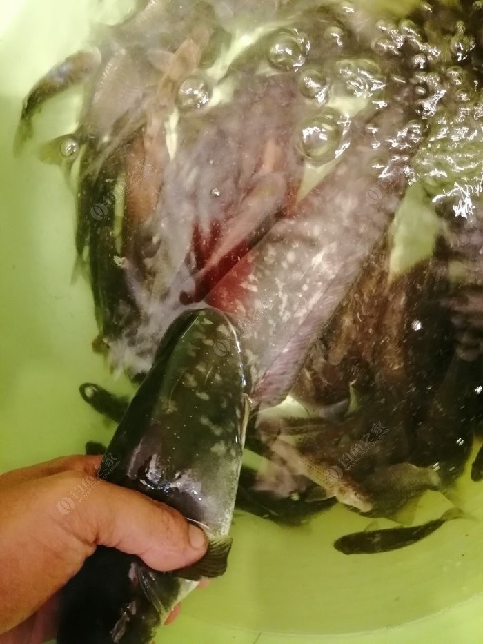 北方11-12月野钓策略,冬季野河野钓思路