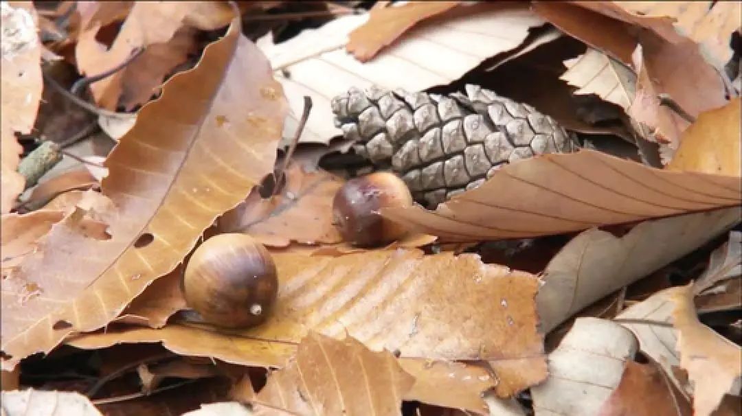 四季在变换唯一不变,四季在变唯有初心不变