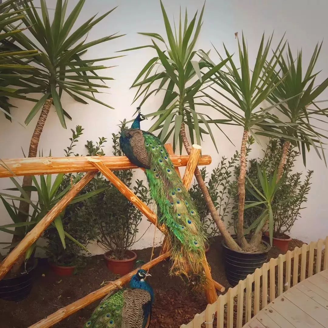 都江堰百花村的民宿,都江堰百花村农房出租