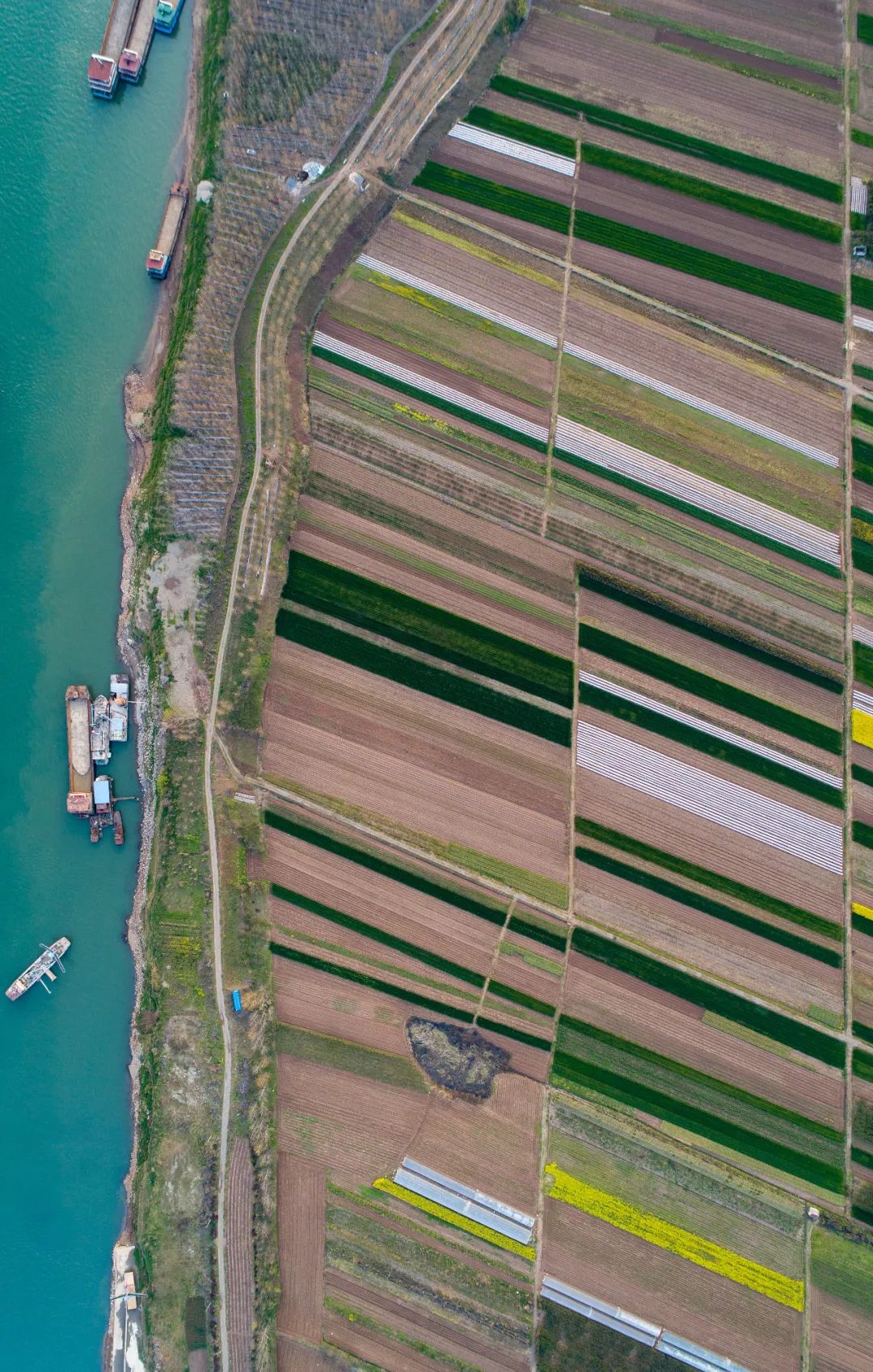五谷是什么,五谷是什么粮食组成的