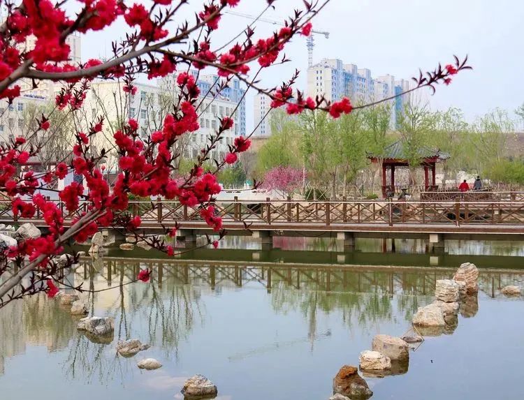石家庄的春天真的太美啦,石家庄春天看花