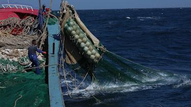 舟山带鱼是带鱼中的爱马仕,雷达网带鱼和普通带鱼有什么区别