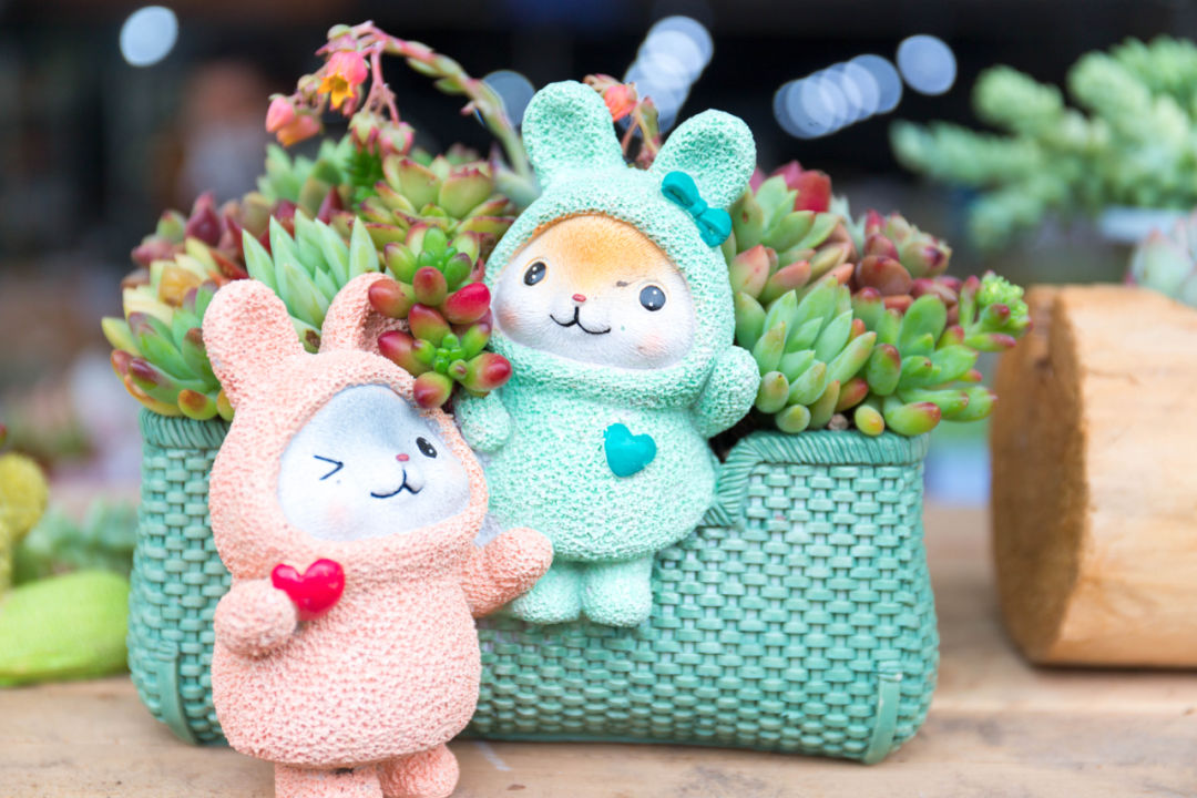 重庆最大的花市需要门票么,重庆最大的花市怎么走