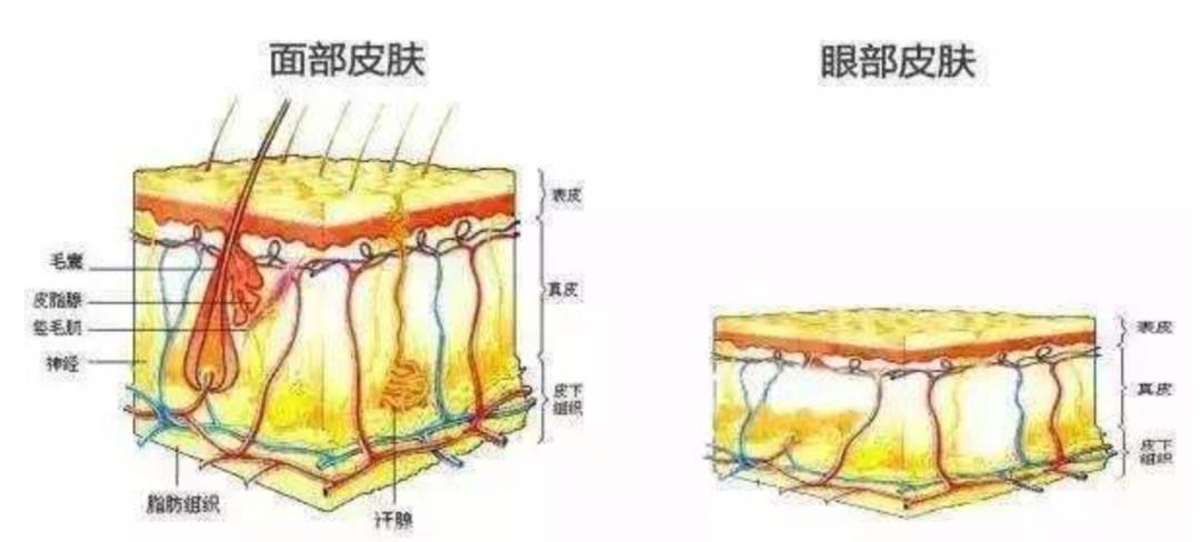 adm眼霜的使用方法,adad眼霜真假辨别