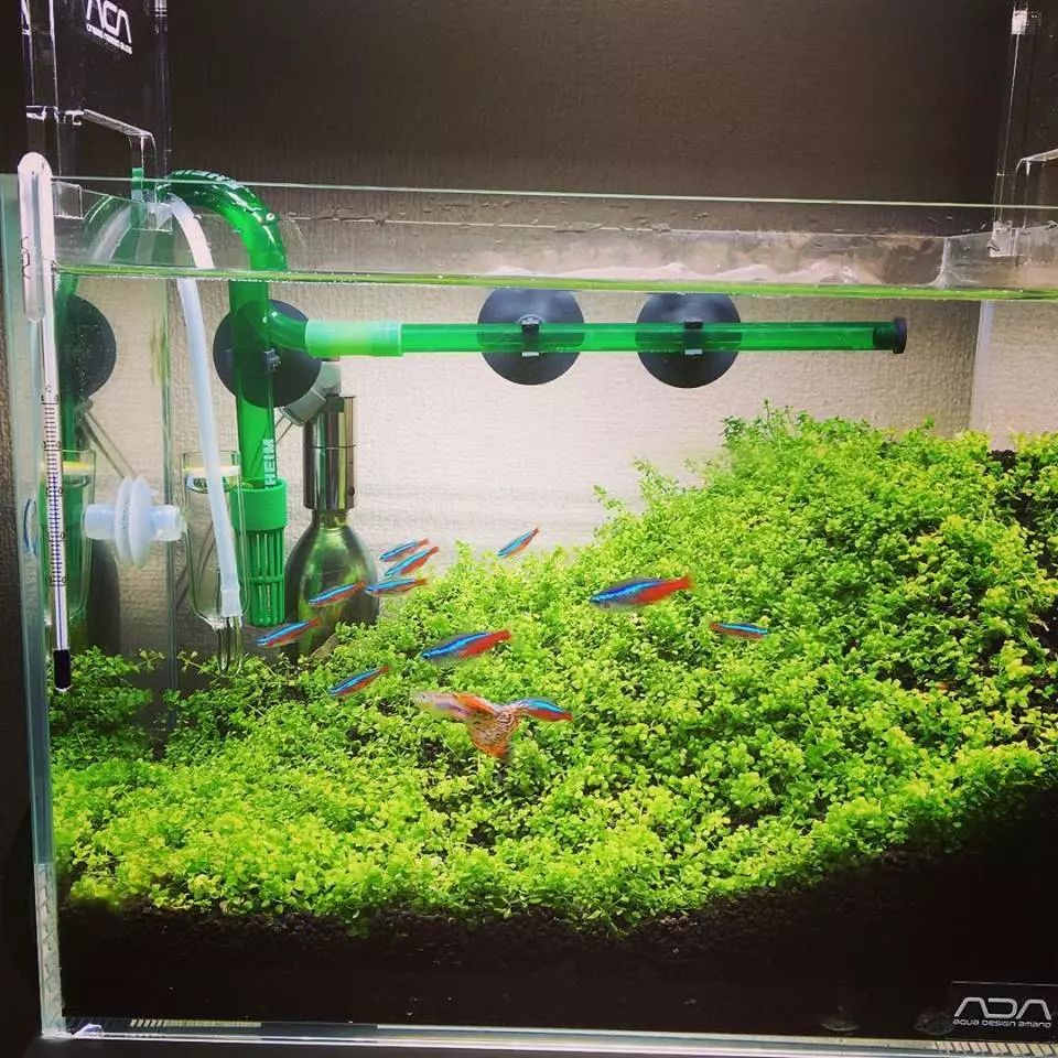 没有过滤的造景缸,没有造景的鱼缸好看吗