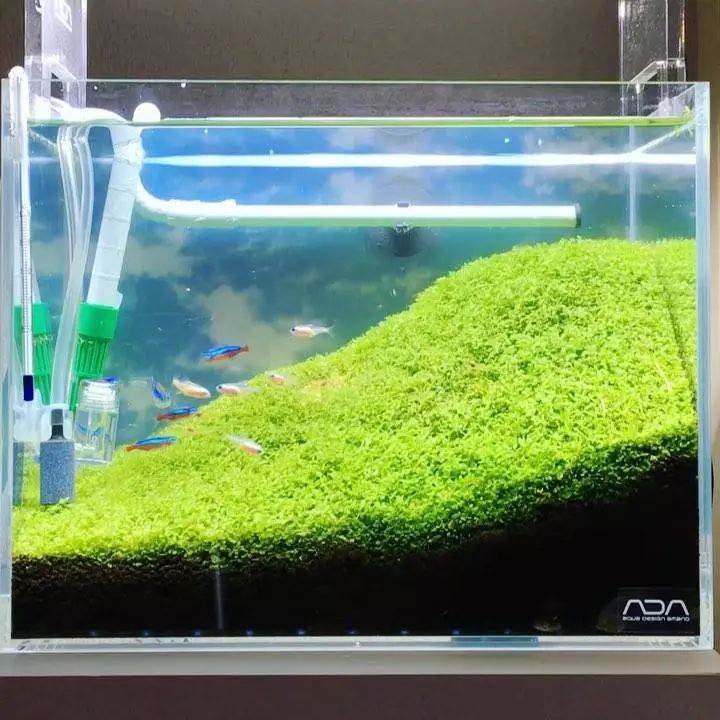 没有过滤的造景缸,没有造景的鱼缸好看吗