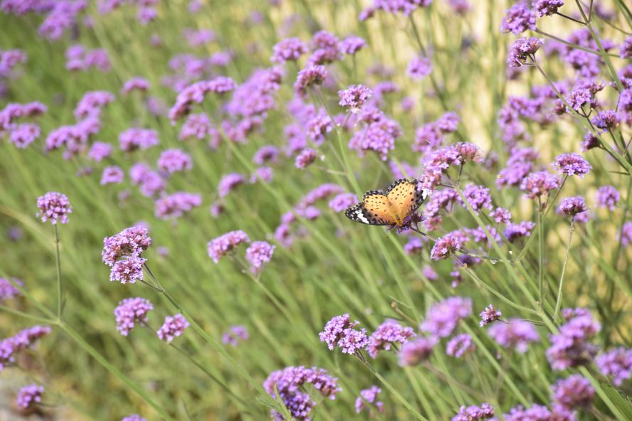 浮生御温泉度假村399团购,浮生御温泉酒店优惠券领取